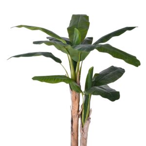 BANANO 2 STELI  H 135